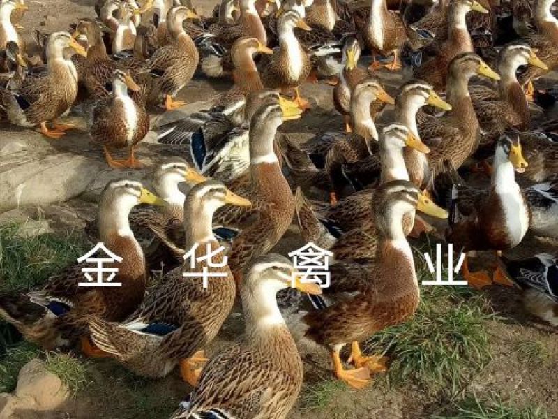 大种黄麻鸭