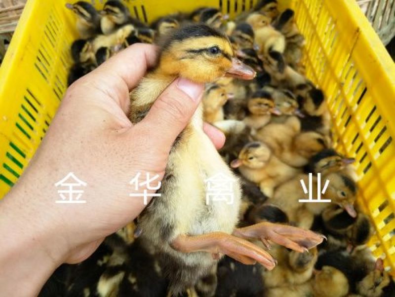 大种黄麻鸭