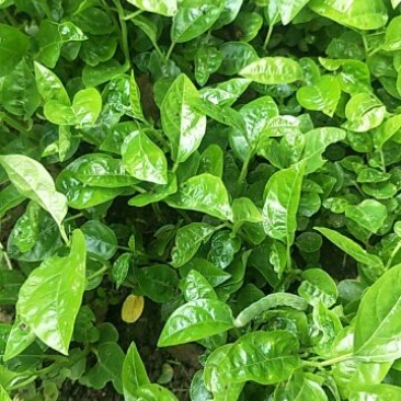 百香果苗12公分的5万棵有现货，每棵3包