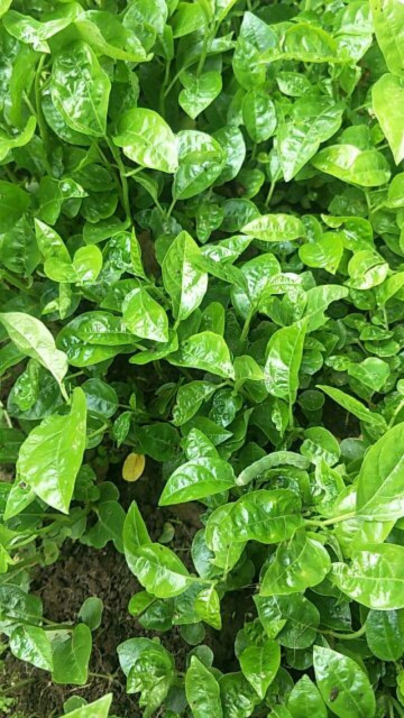百香果苗12公分的5万棵有现货，每棵3包