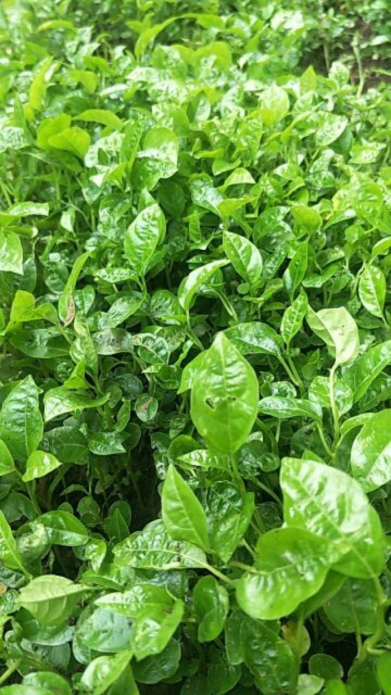 百香果苗12公分的5万棵有现货，每棵3包