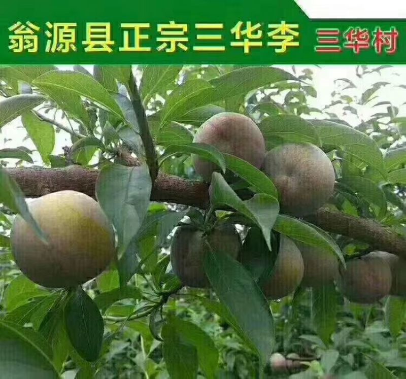 三华李树苗