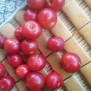 钙果