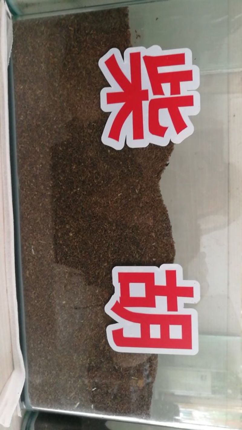 柴胡种子保质保量，产地直发，干净无掺杂土质