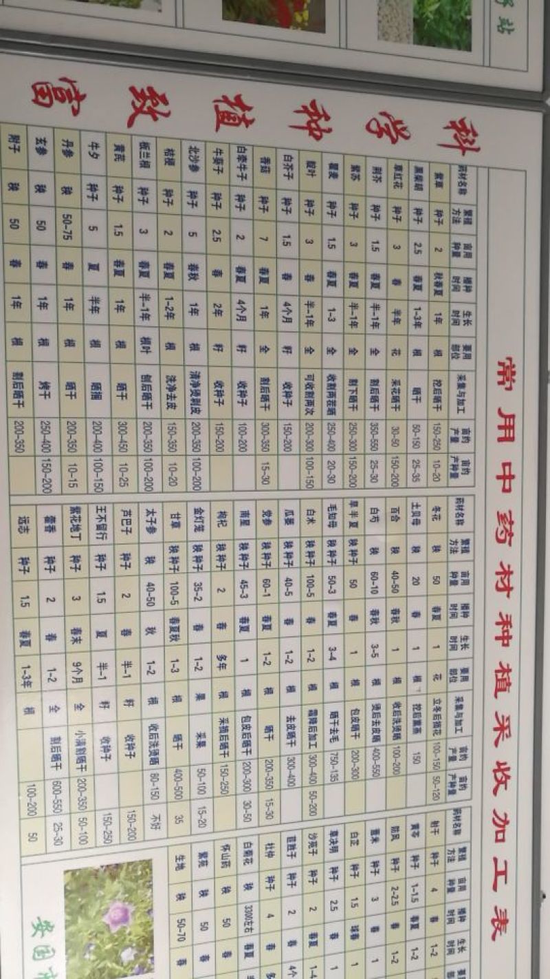 柴胡种子保质保量，产地直发，干净无掺杂土质