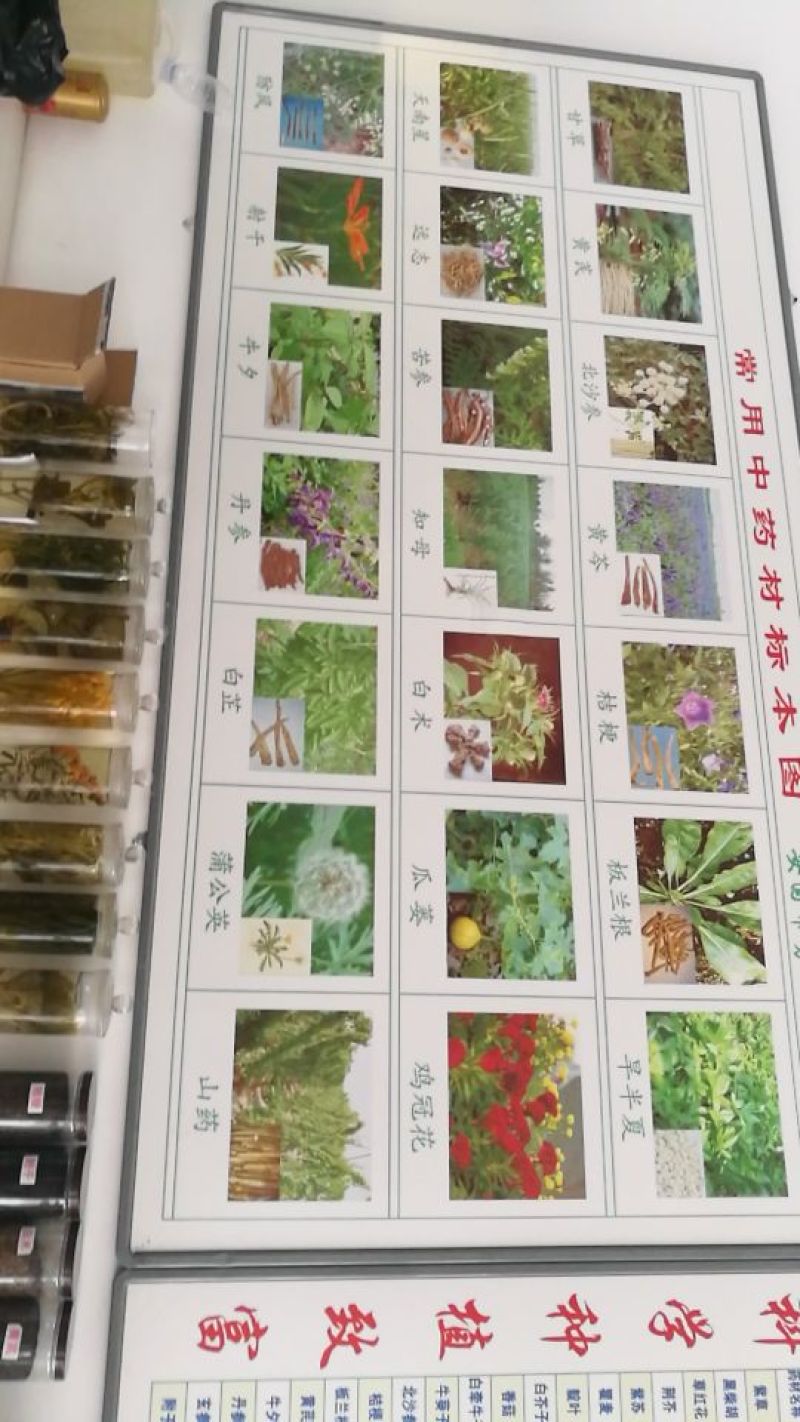 柴胡种子保质保量，产地直发，干净无掺杂土质