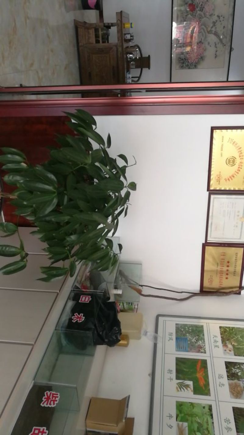 柴胡种子保质保量，产地直发，干净无掺杂土质