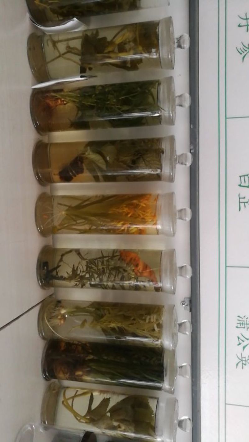 柴胡种子保质保量，产地直发，干净无掺杂土质