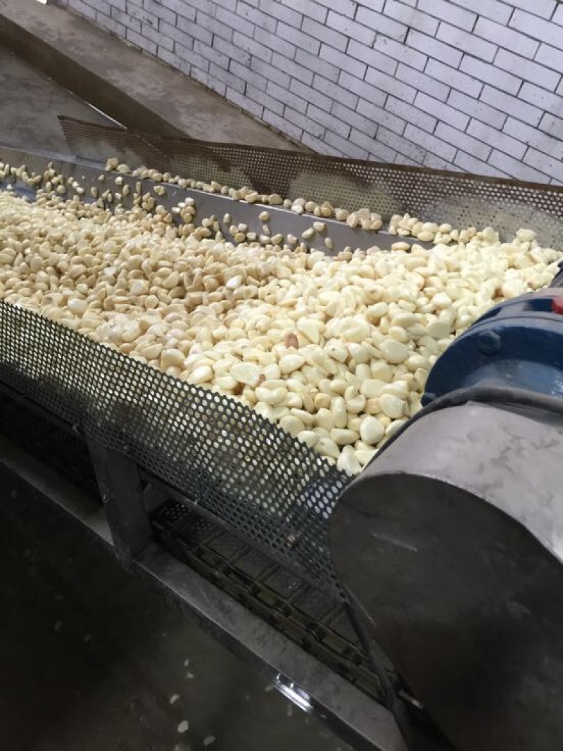 【热卖】蒜米袋装品质优良量大优惠欢迎电联