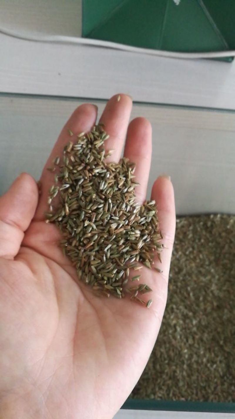牛膝种子保质保量干净无掺杂土质价格实惠