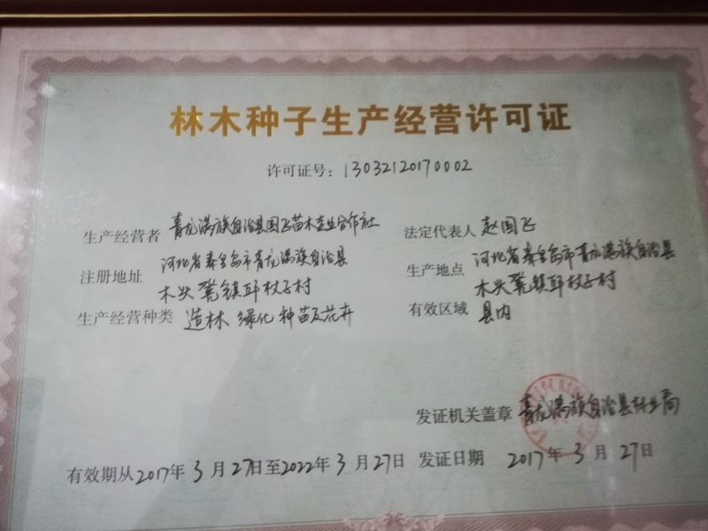 欧李钙果苗（河北农大钙果苗）一手货源基地直销当年结果