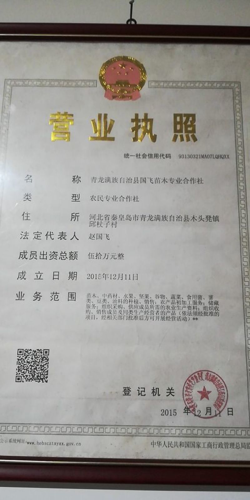 欧李钙果苗（河北农大钙果苗）一手货源基地直销当年结果