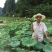 白莲子一级干莲子