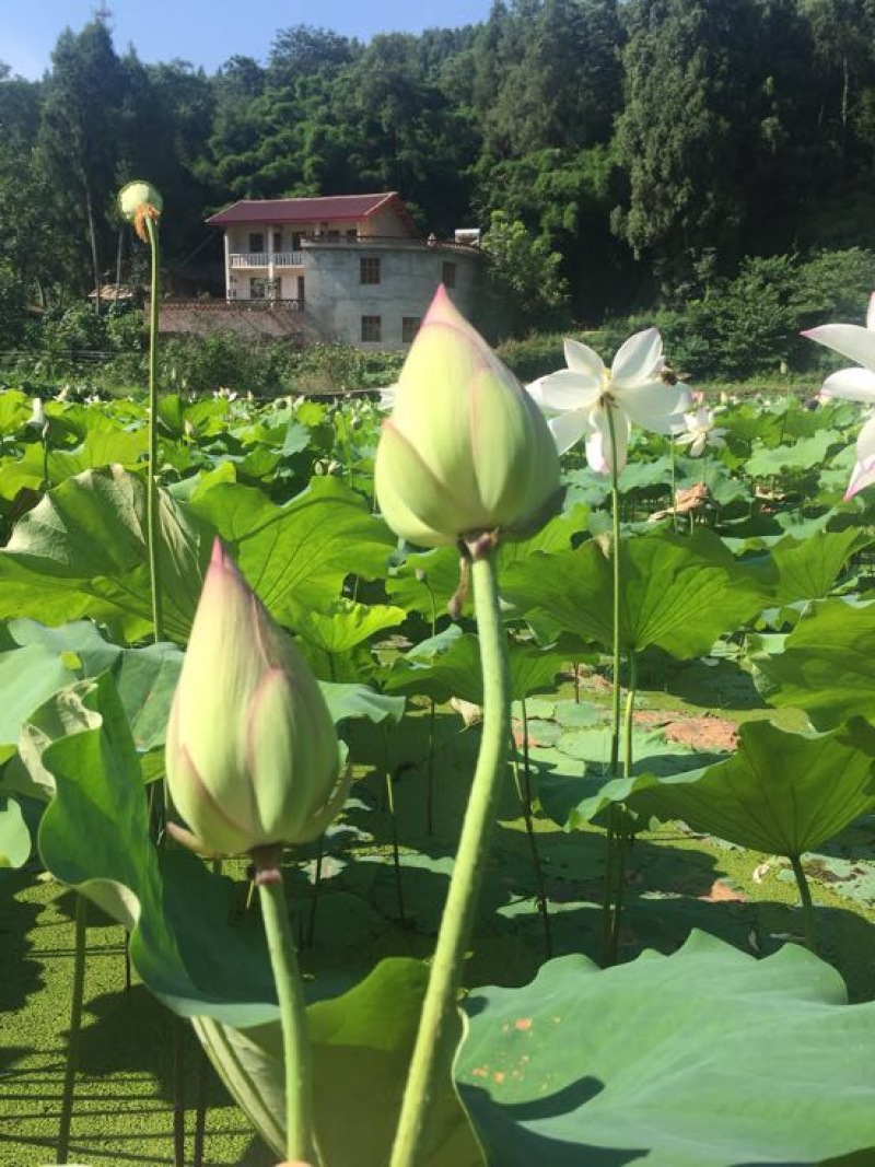 白莲子一级干莲子