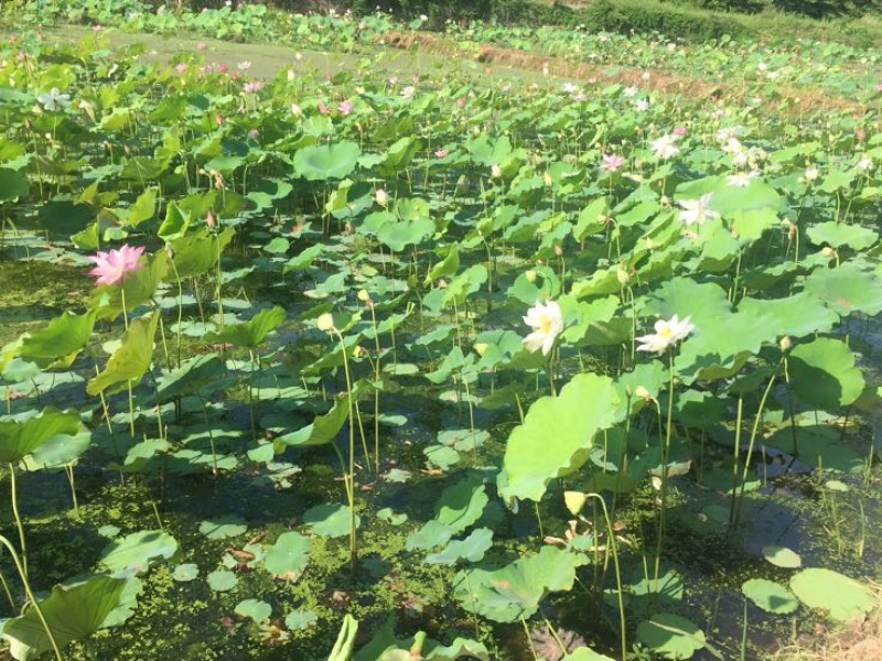 白莲子一级干莲子