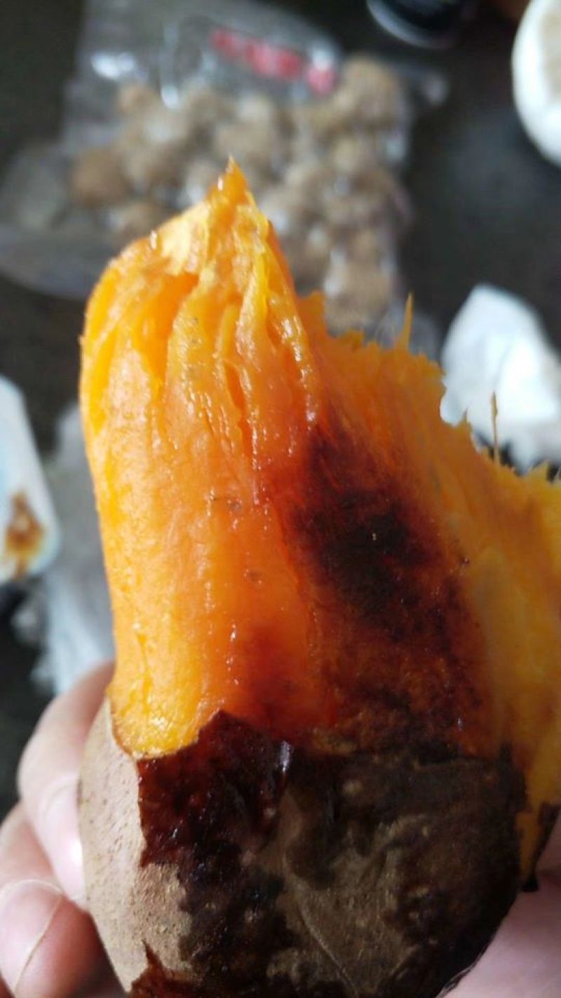 济薯26，现货，