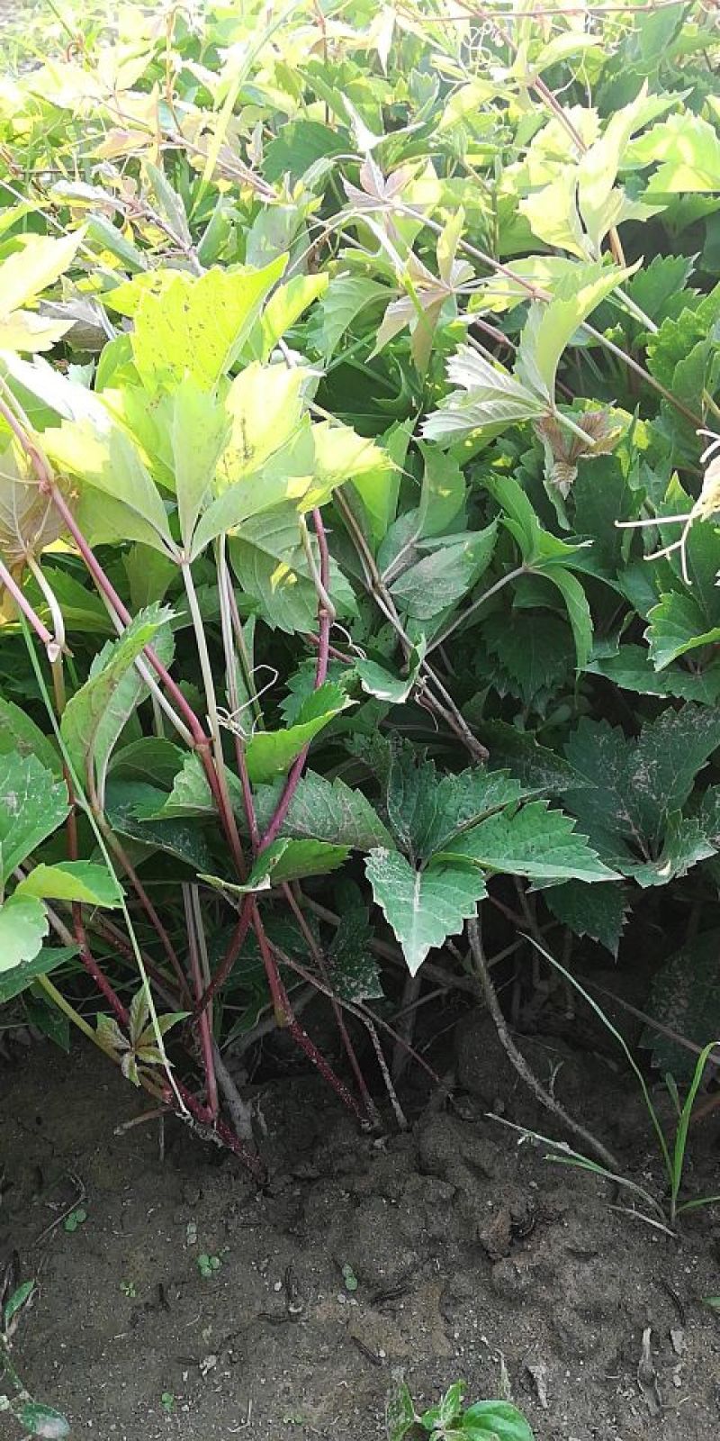 爬山虎1cm以下1米以下