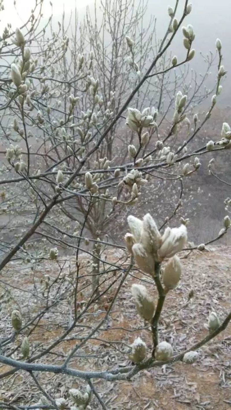 辛夷，辛夷花，二乔玉兰花苞，药材辛夷花，