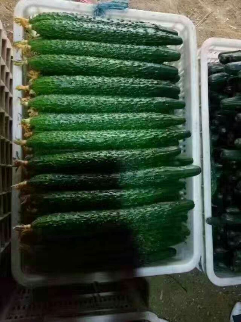 中国蔬菜**县黄瓜油亮黄瓜青瓜产地直供保证新鲜