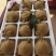 翠玉，园黄，酥梨
