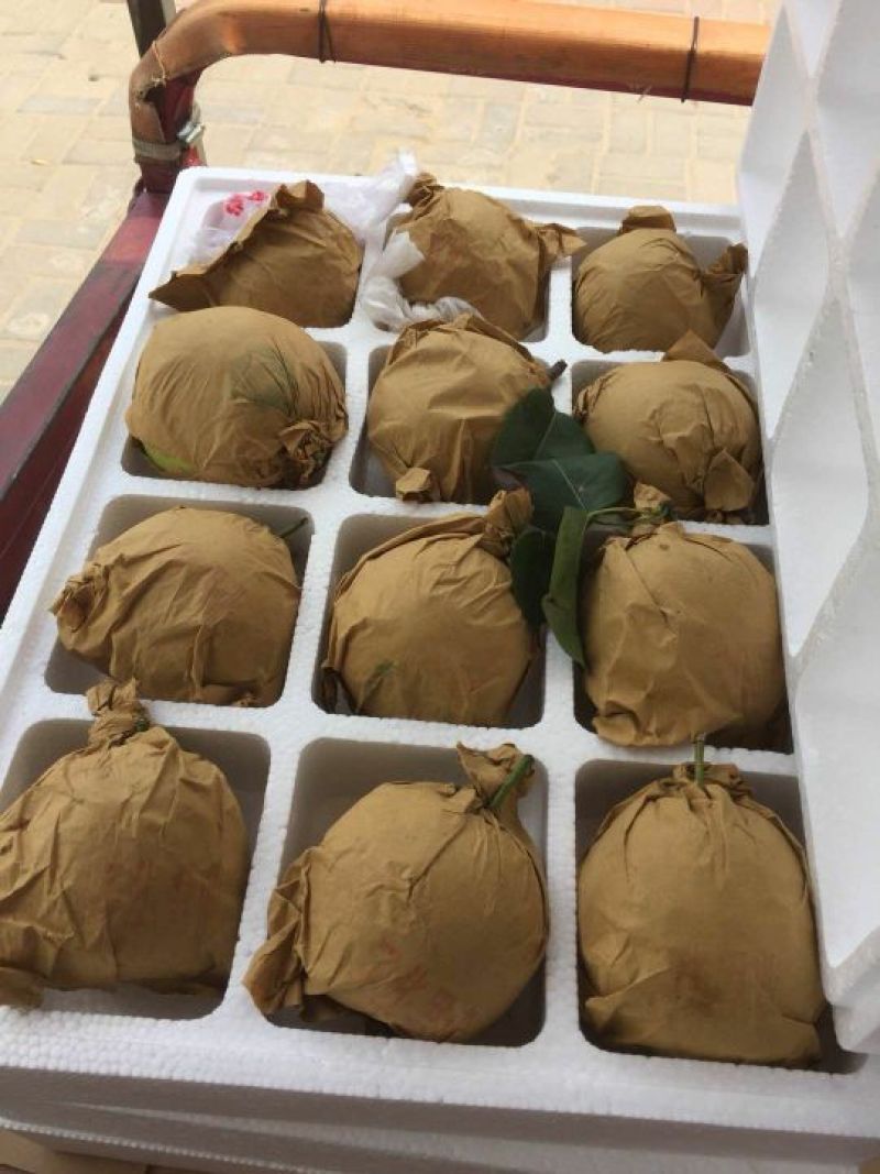 翠玉，园黄，酥梨