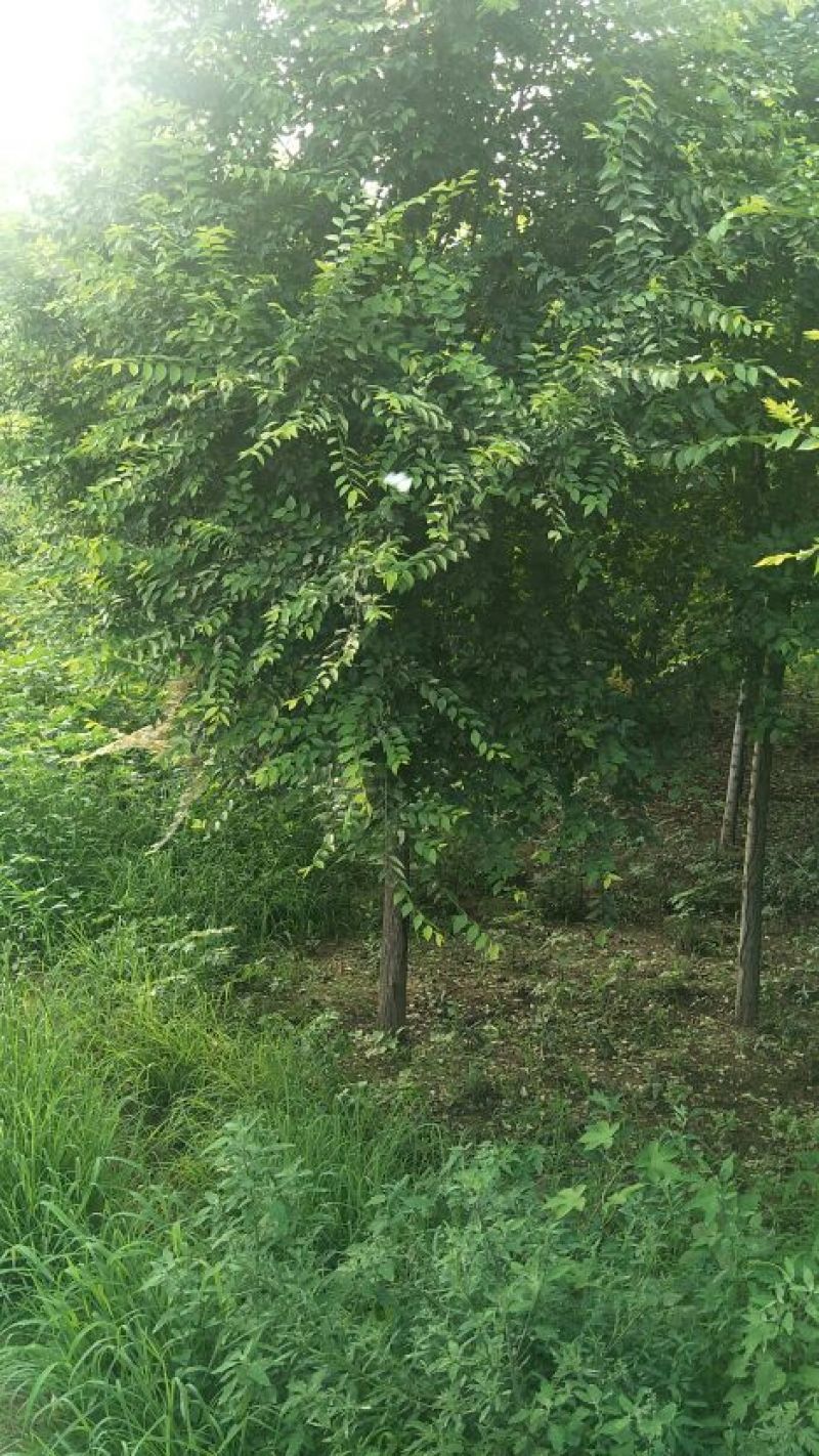 各种绿化树苗金叶榆金叶垂榆6---8公分
