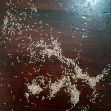白芨种子白芨果夹一亩地6斤发芽率95%