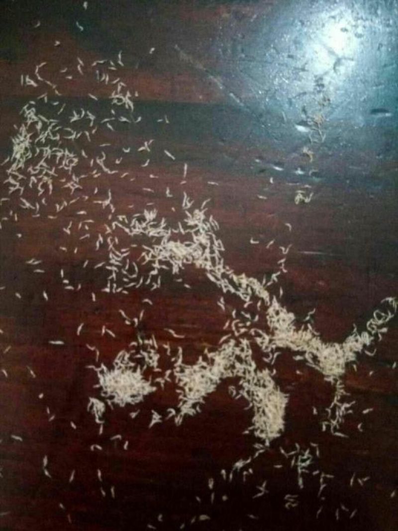 白芨种子白芨果夹一亩地6斤发芽率95%