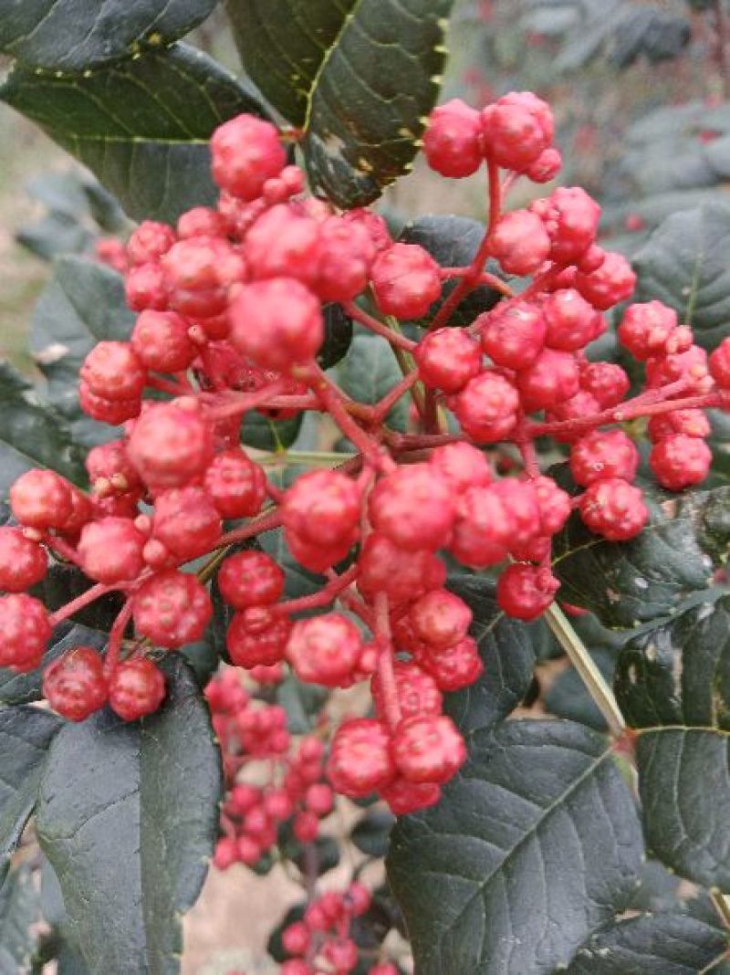 大红袍花椒一级干