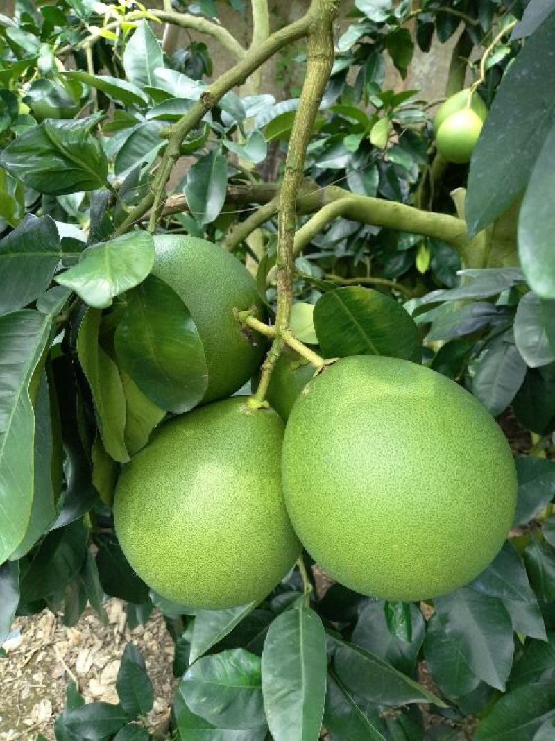 平和琯溪蜜柚大量产地直发品质保证大量批发