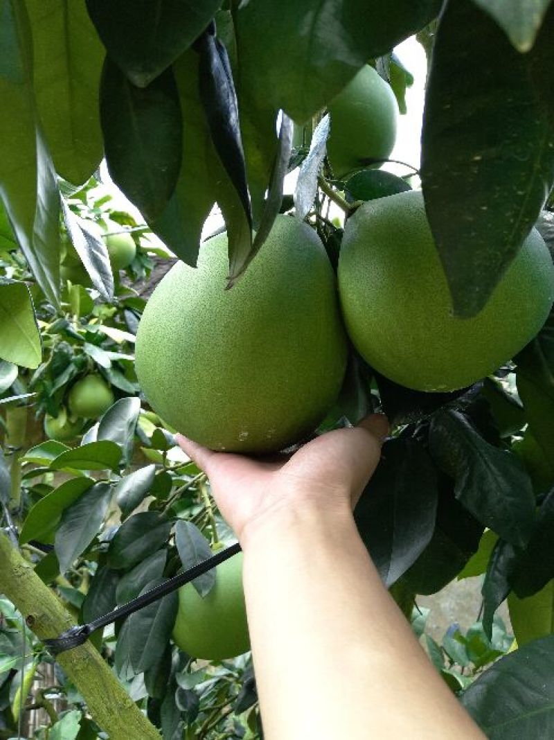 平和琯溪蜜柚大量产地直发品质保证大量批发