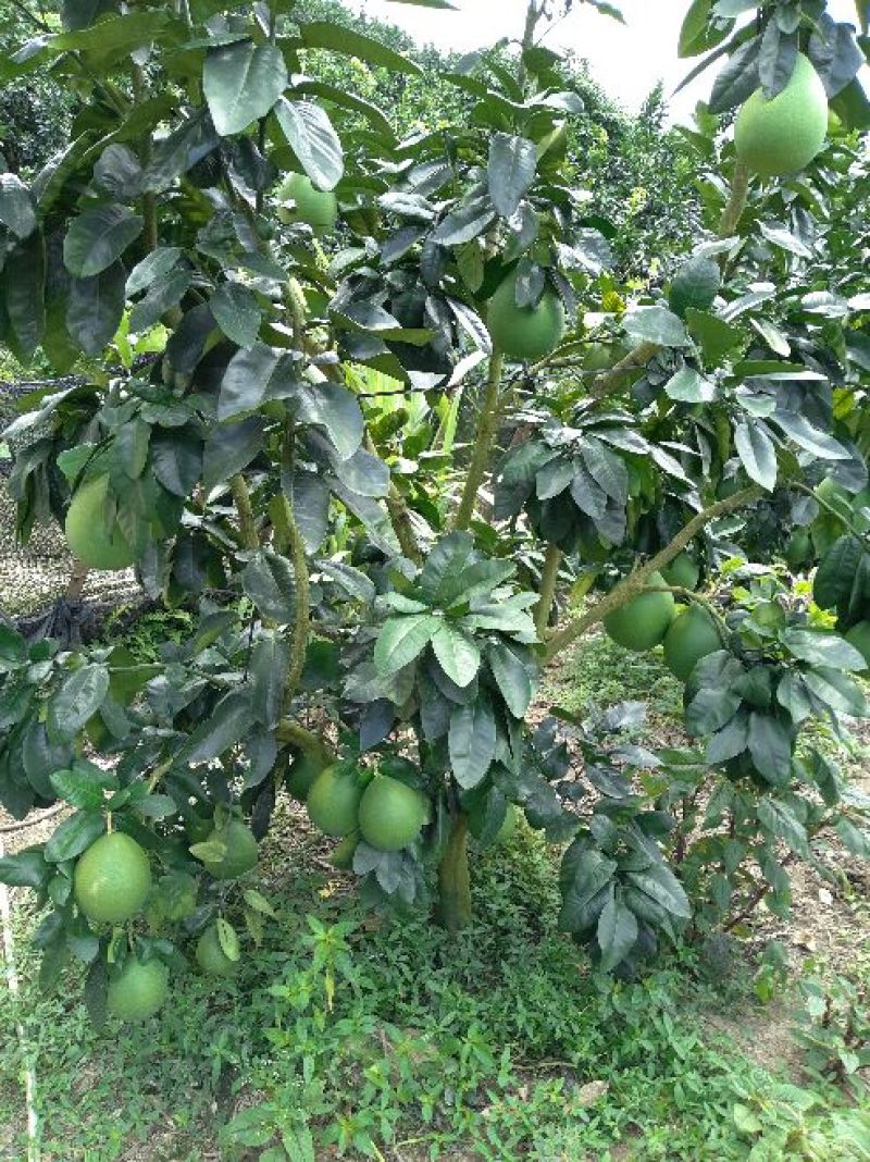 平和琯溪蜜柚大量产地直发品质保证大量批发