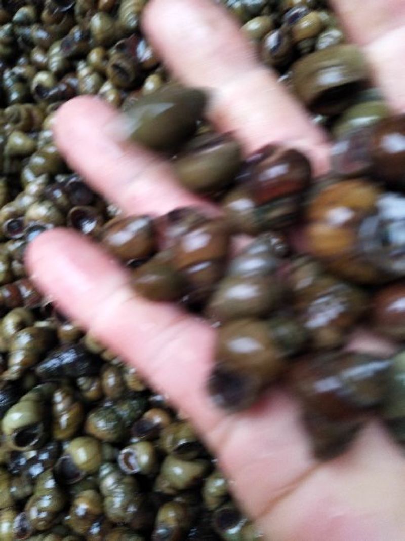 螺丝手工打捞每天现货