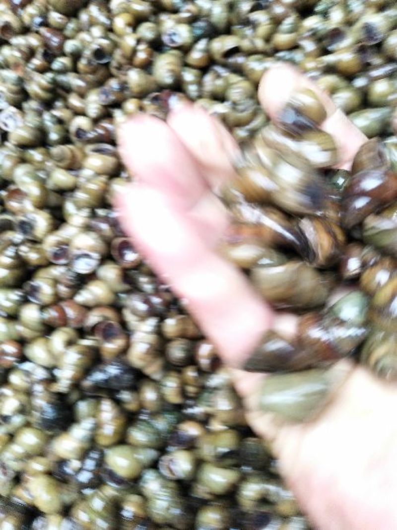 螺丝手工打捞每天现货