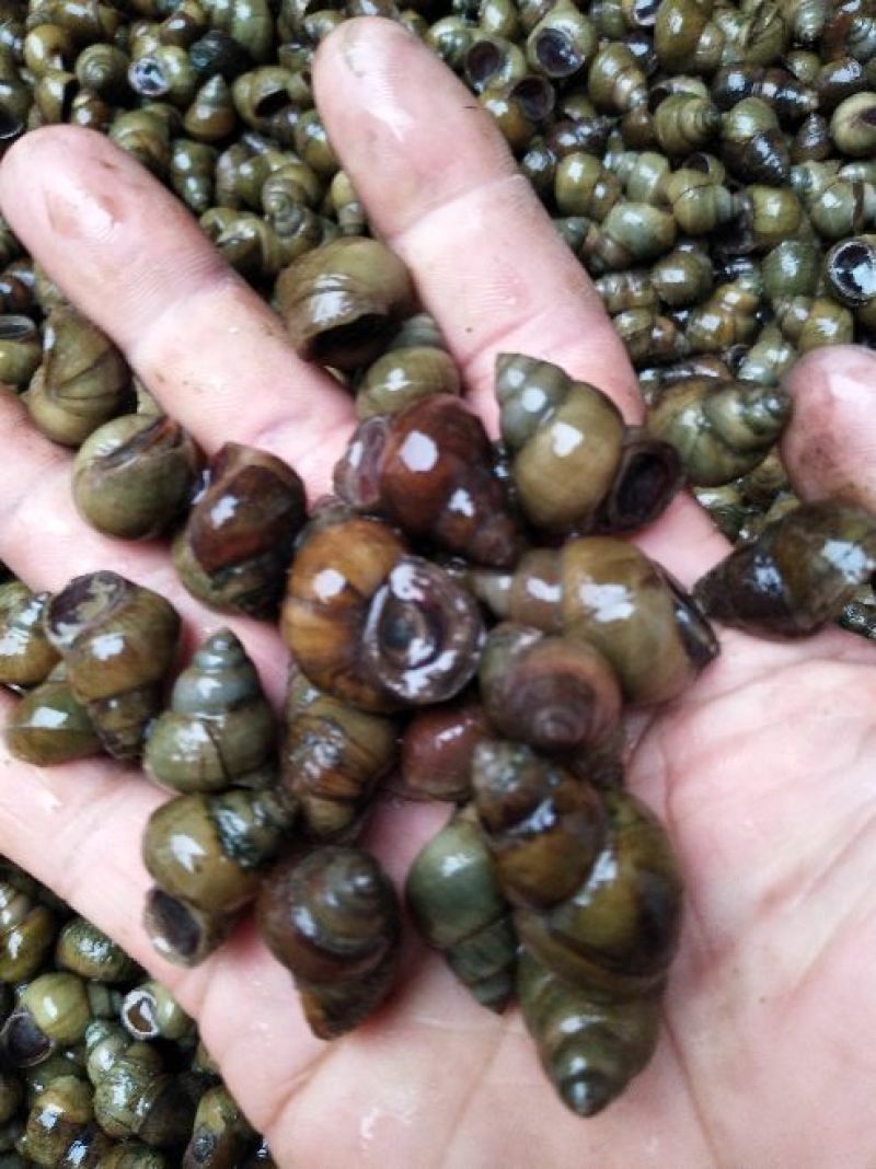 螺丝手工打捞每天现货
