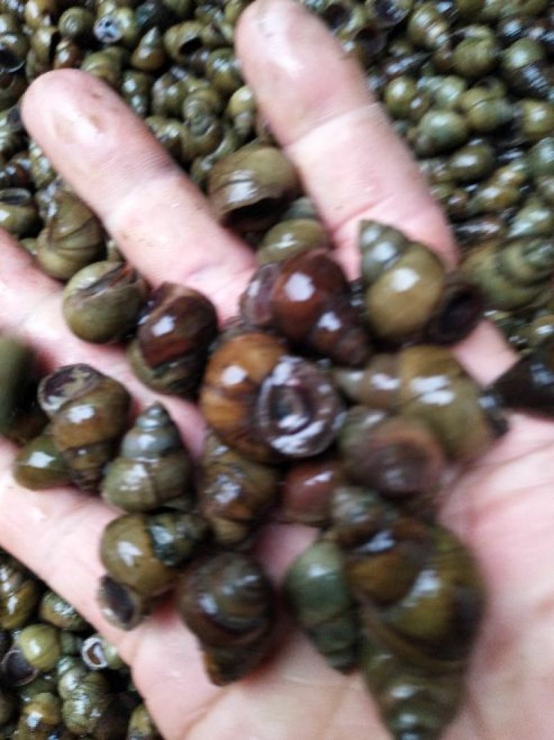 螺丝手工打捞每天现货