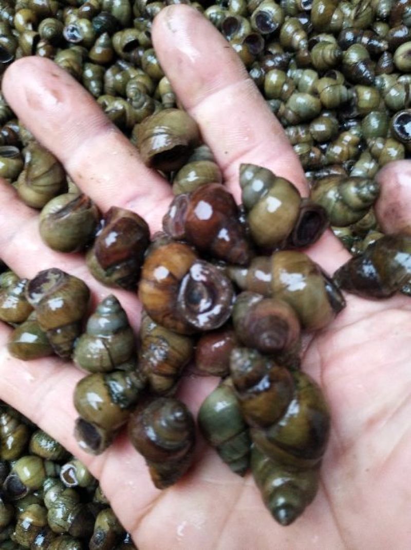 螺丝手工打捞每天现货