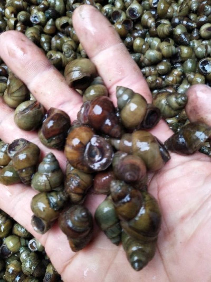 螺丝手工打捞每天现货