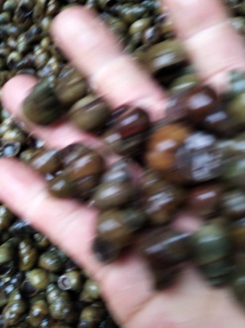 螺丝手工打捞每天现货
