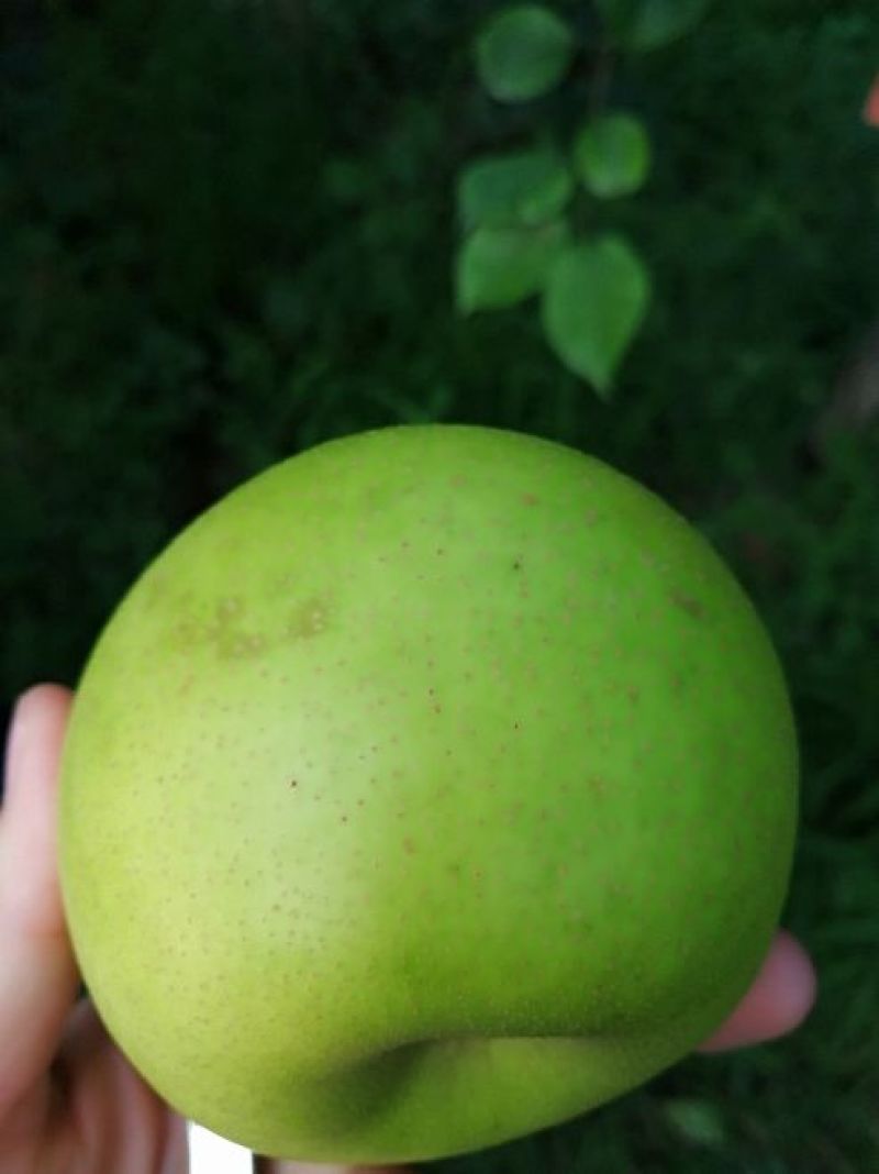 皇冠梨