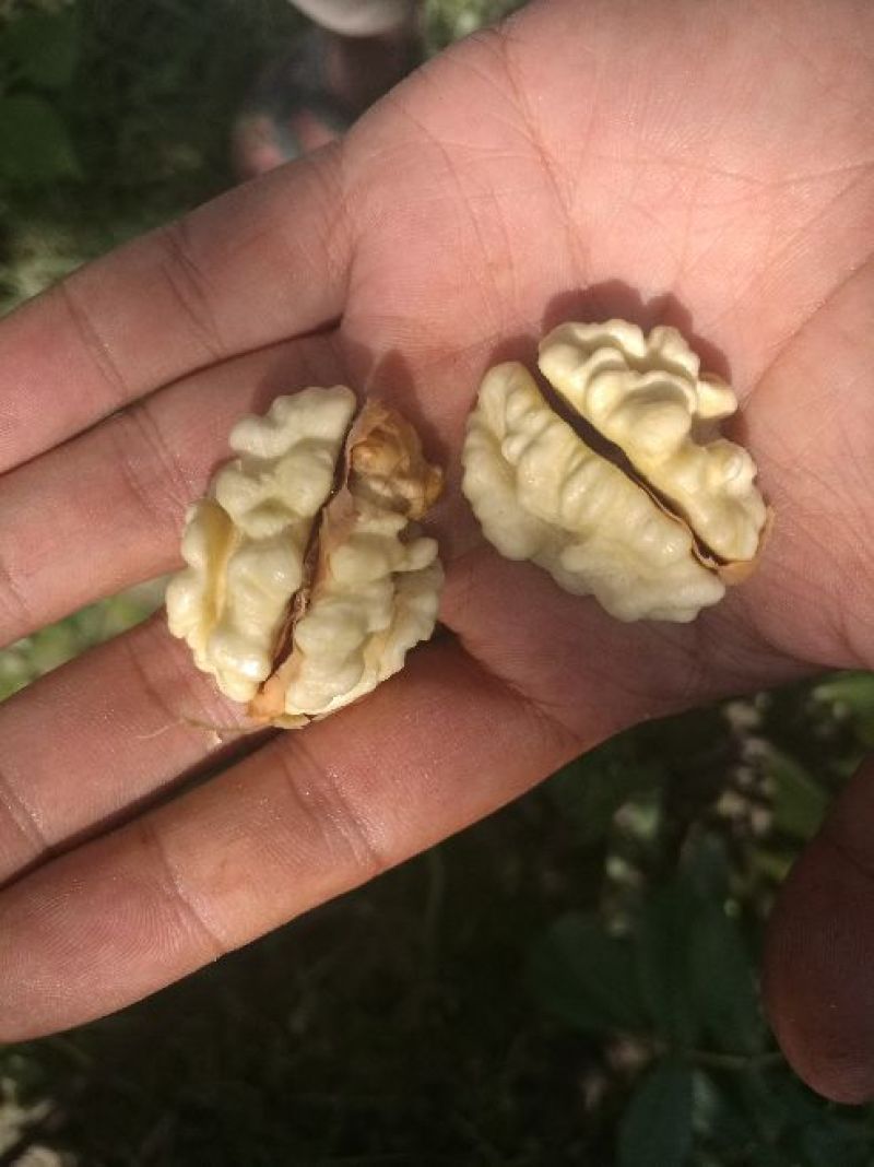 新疆185纸皮核桃，青皮核桃