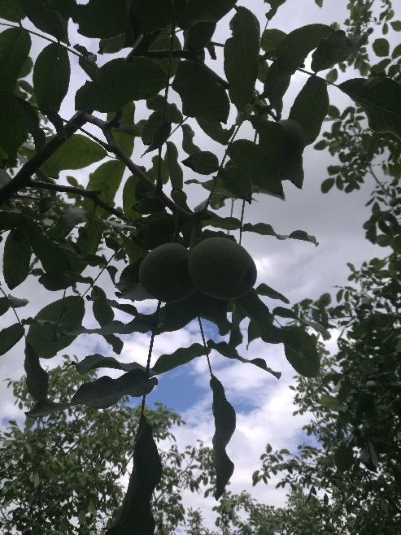 新疆185纸皮核桃，青皮核桃