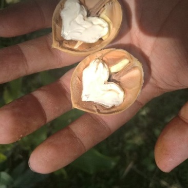 新疆185纸皮核桃，青皮核桃