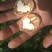 新疆185纸皮核桃，青皮核桃