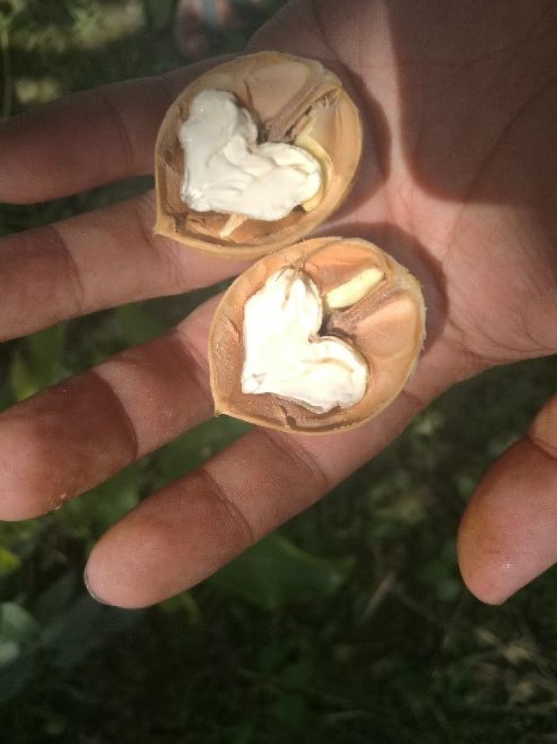 新疆185纸皮核桃，青皮核桃