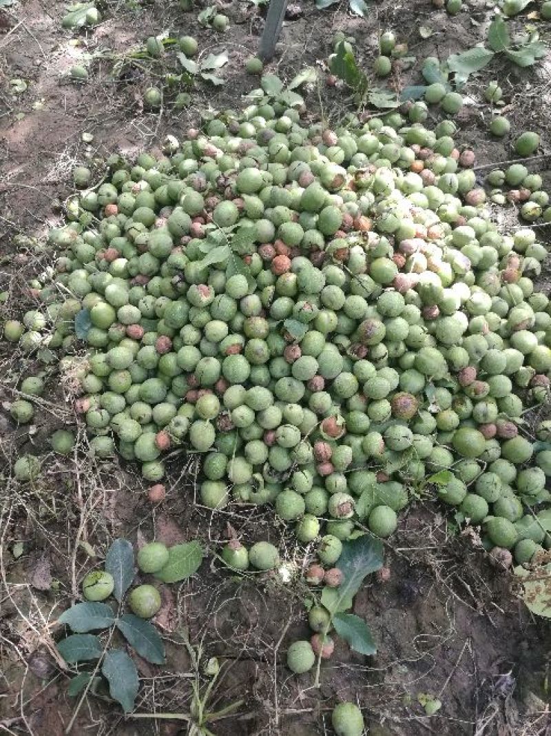 新疆185纸皮核桃，青皮核桃