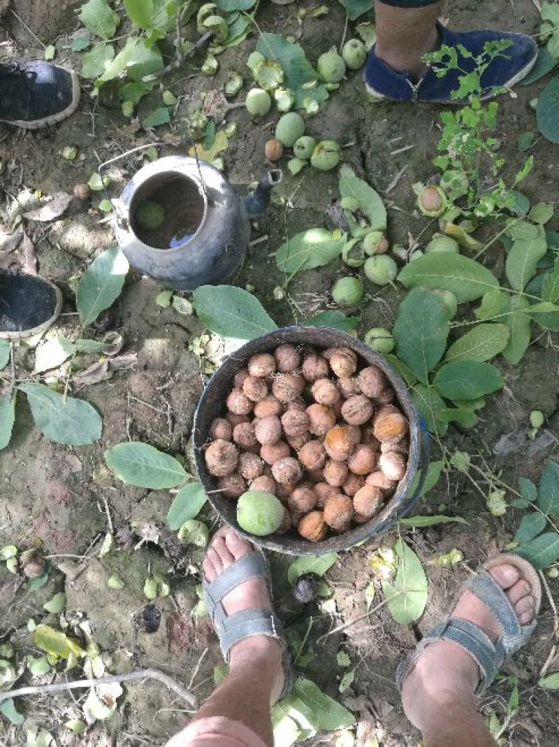 新疆185纸皮核桃，青皮核桃