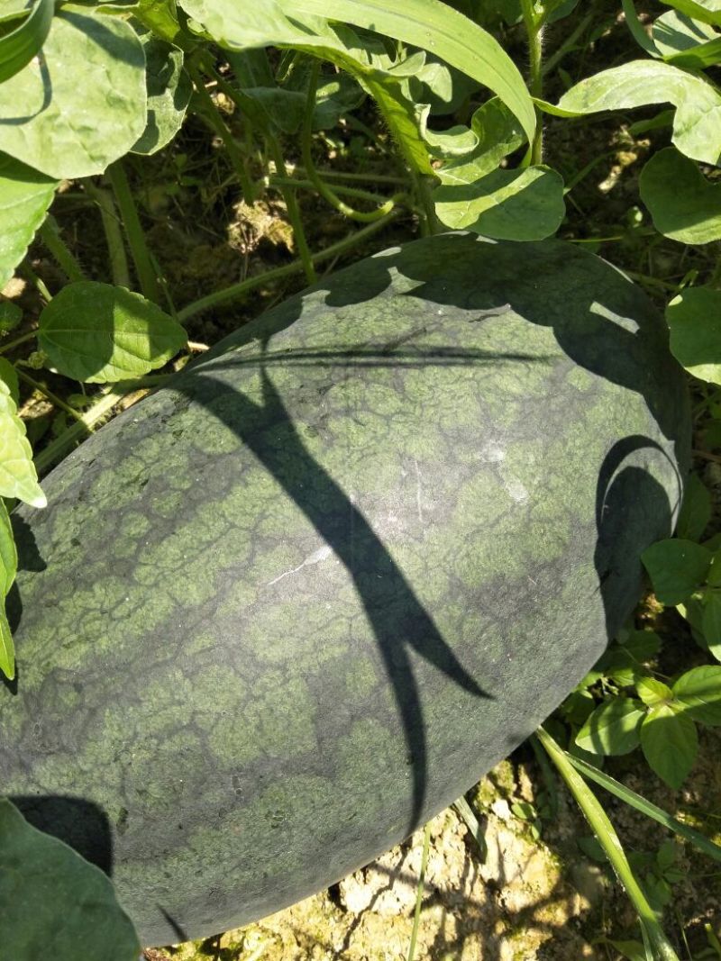 黑美人西瓜，广西新超人黑美人西瓜，头茬瓜，六斤打底八成熟