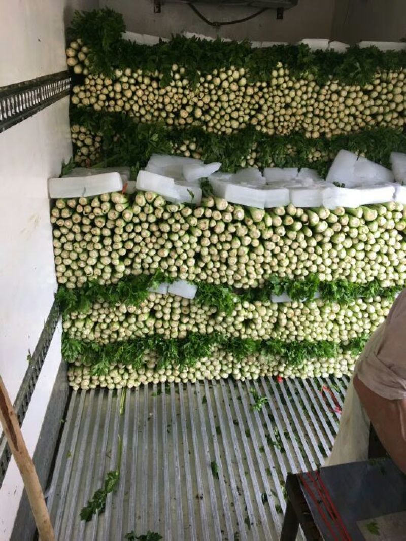 西芹
