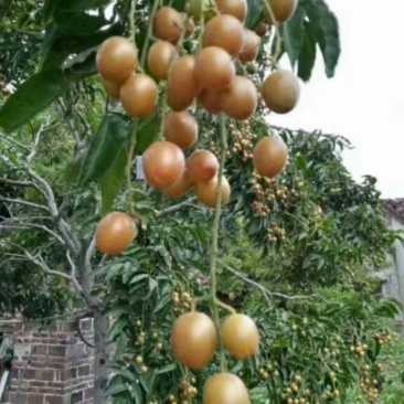 正宗黑黄皮苗